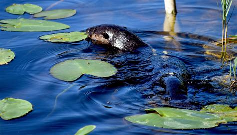 River Otter Returns to the Wild - BluePearl Pet Hospital