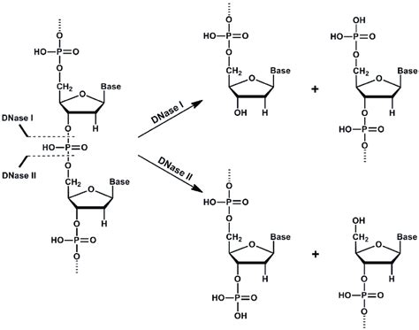 Cleavage of DNA by deoxyribonuclease I (DNase I) and deoxyribonuclease ...