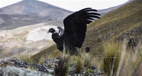 Dos cóndores retornan a su hábitat tras matanza de 34 de esas aves en ...