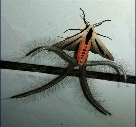 Creatonotos Gangis Moth: Identification, Life Cycle, Facts & Pictures