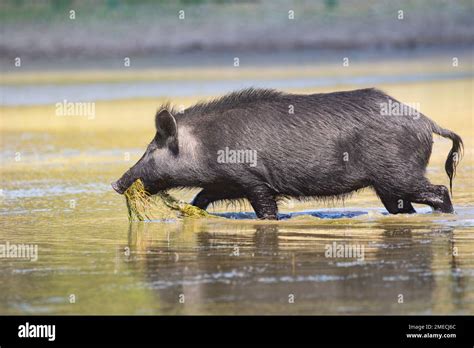 California Wild Boar/ Feral Pig Hybrid. The Spanish and Russians ...