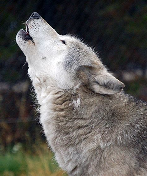 Howling Wolf | Close-up of wolf howling | Jean | Flickr