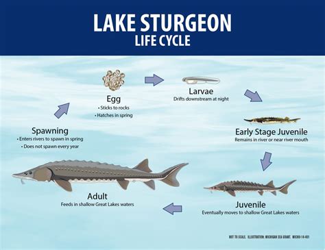 Giant Lake Sturgeon