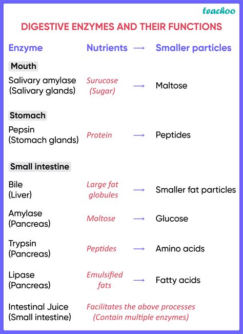 Digestive Enzymes And Their Functions