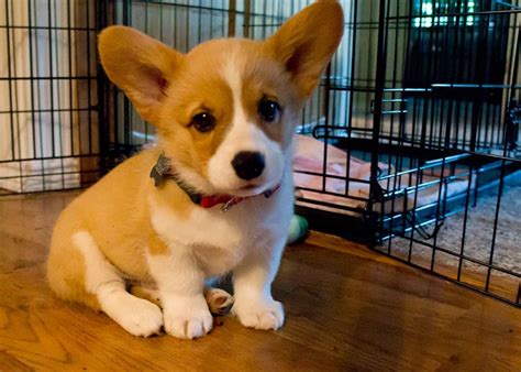 Giá Chó Corgi Bao Nhiêu? Chó Corgi giá tốt cho ba mẹ đón bé.