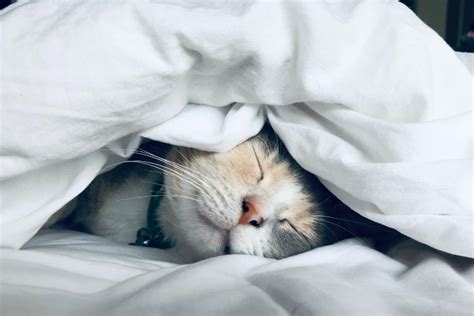 Why do cats sleep so much? - Doyalson Animal Hospital