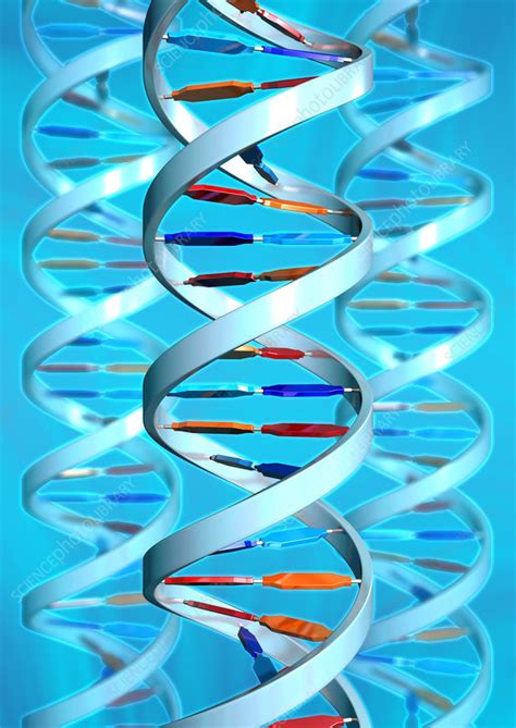 DNA helices - Stock Image - G110/0765 - Science Photo Library