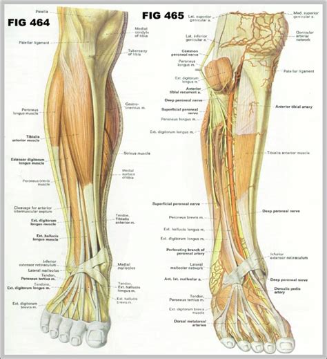 Calves Images In Human Body at Carl Christensen blog