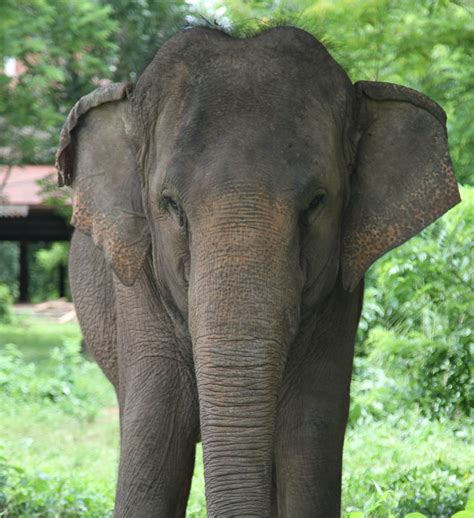 Asian Elephant Conservation | Elephant Sanctuaries | Globalteer