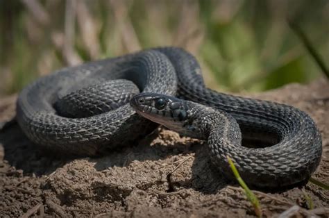 4 Types of Garter Snakes in Kansas (With Pictures)