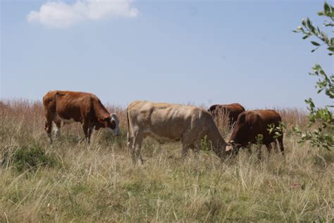 Grazing and veld management: Veld and cultivated pastures