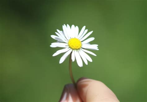 Daisy Meaning Symbolism Flower Meanings Symboiism, 58% OFF