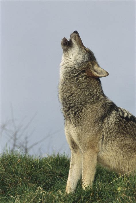 Grey Wolf Howling In Snow