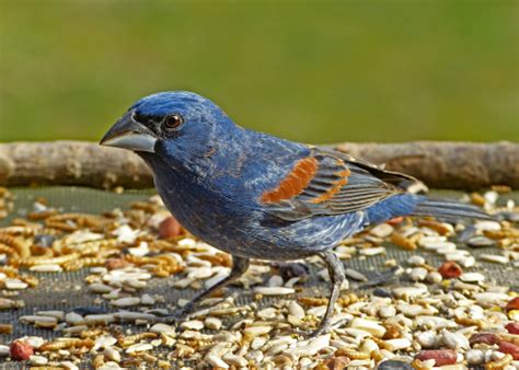 Male Blue Grosbeak on a tray feeder - FeederWatch