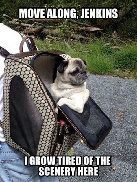 101 Lovable Pug Memes That Are Too Puggin' Cute