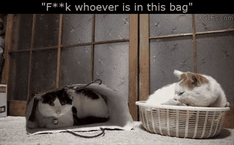 Bag Cat GIF - Bag Cat Your In My Spot - Discover & Share GIFs