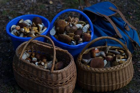 How to Forage for Mushrooms Safely: Our Guide | PNW Spore, Co.