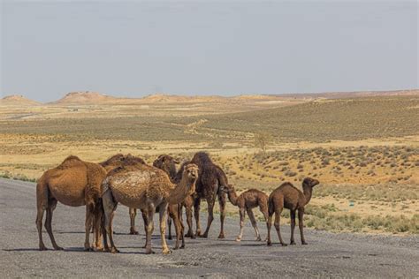 Karakum Desert is vast sand desert in Turkmenistan - Central Asia Tours