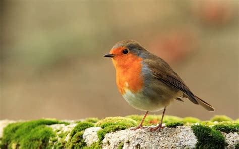 Robin Bird Wallpapers - Top Free Robin Bird Backgrounds - WallpaperAccess