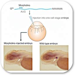 Custom Morpholino - Zebrafish Research Housing System,斑馬魚飼育養殖維生系統設備 ...