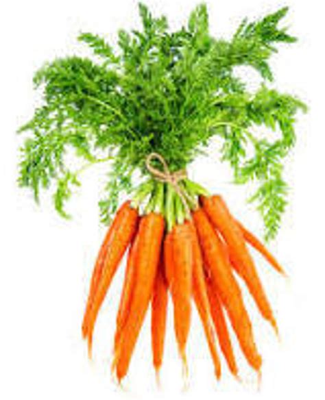 Danvers 126 Carrot Seeds - Etsy