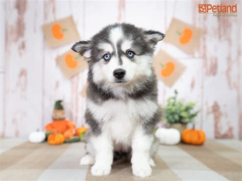 Petland Florida has Huskimo puppies for sale! Check out all our ...