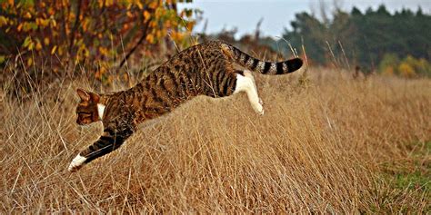 Understanding the hunting behaviour of cats | International Cat Care