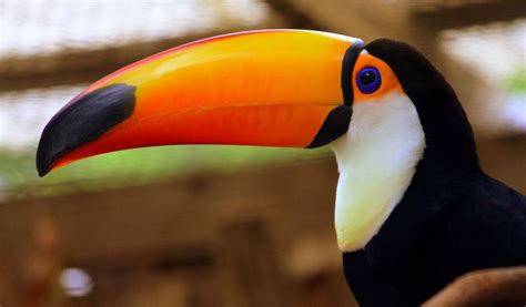 Toco Toucan - Facts, Diet & Habitat Information