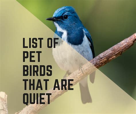 7 Best Pet Birds That Are Quiet - Eye-Catching List