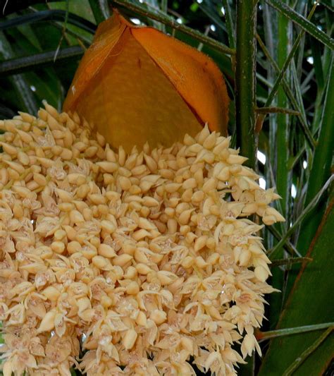 Palm Tree Seeds 3 Photograph by Kay Gilley