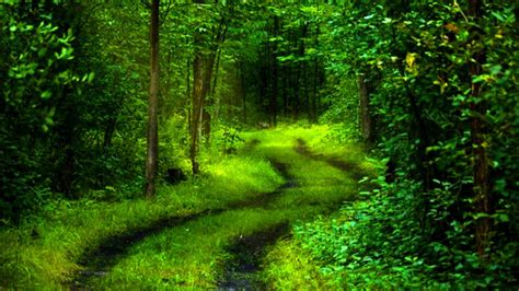 4k Nature Green Wallpapers - Top Free 4k Nature Green Backgrounds ...