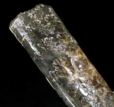 11.3" Free-Standing Fossil Baculite - Pierre Shale For Sale (#22795 ...