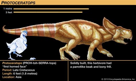 Protoceratops | Mongolia, Late Cretaceous, Herbivore | Britannica