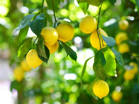 Lemon Tree Dropping Fruit - What Causes Fruit Drop In Lemons