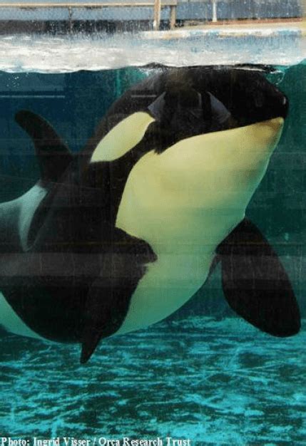 Morgan the Orca Trapped in Loro Parque is Pregnant – Here's Why That is ...