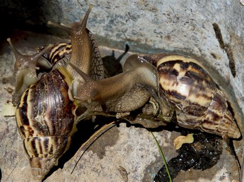 Florida once again has a giant African land snail problem : NPR