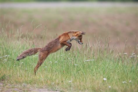 Vos / Red Fox (Vulpes Vulpes) | Marcello Romeo