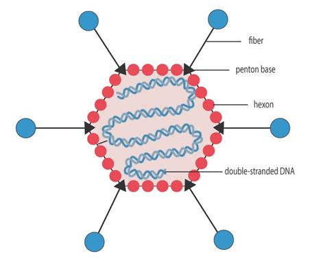 The Adenovirus System – Introduction | abm Inc.