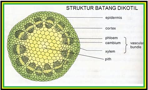 a1galihbagas: STRUKTUR BATANG DIKOTIL + Fungsi