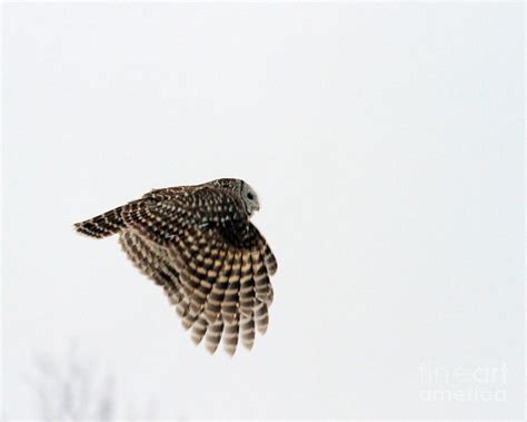 Barred Owl Flying Photograph by Lloyd Alexander