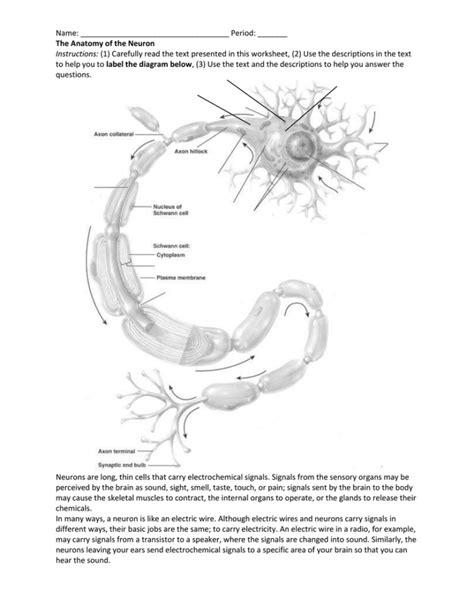 30 Neuron Label Worksheet Labels For Your Ideas | Anatomy Worksheets