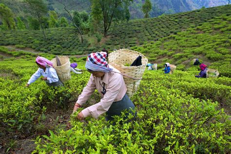 Darjeeling travel | West Bengal, India - Lonely Planet