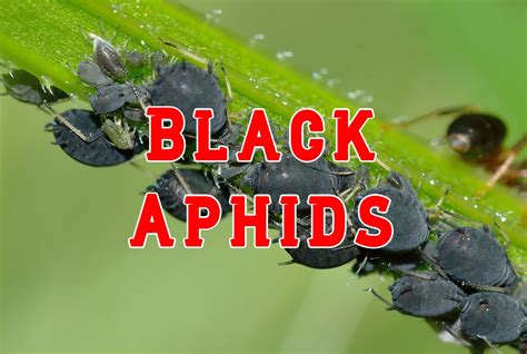 13 Types of Black Aphids (& How to Get Rid of Them)