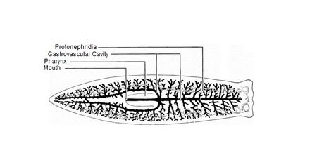 Planaria Anatomy, Regeneration & Reproduction - Lesson | Study.com