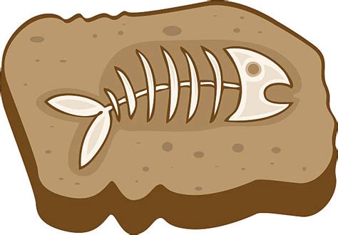 Fossils Clipart | Free download on ClipArtMag