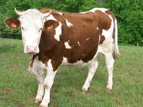 American Brown Swiss - Cow Breeds : 51 pics