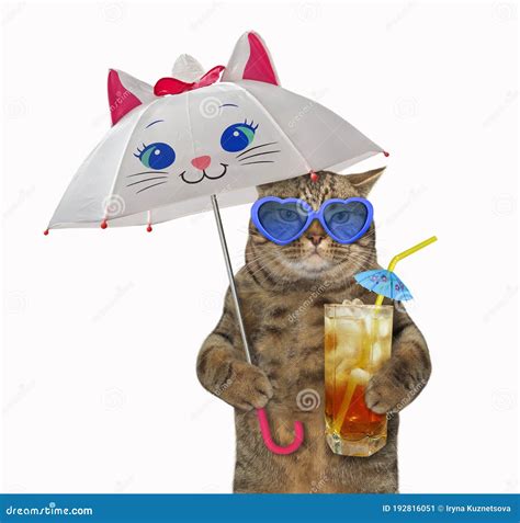 Cat under funny umbrella stock image. Image of animal - 192816051