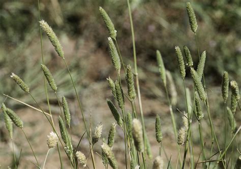 Phalaris minor - Plant Biodiversity of South-Western Morocco