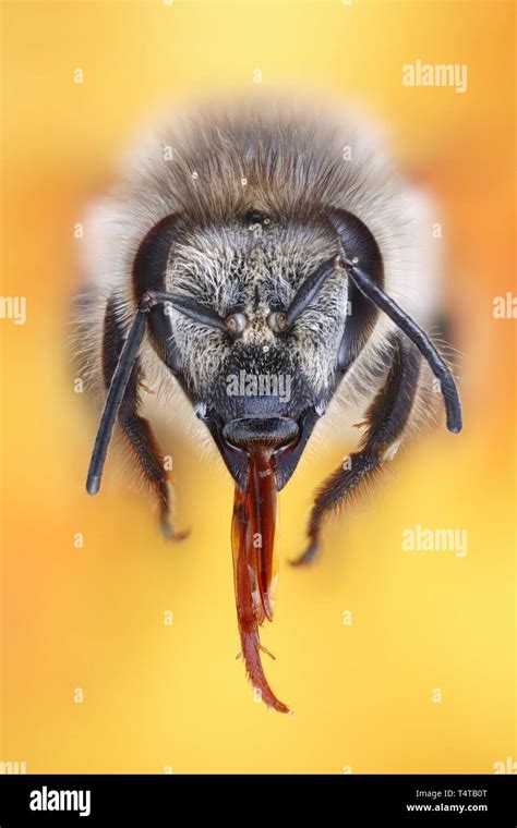 Honey bee face close up hi-res stock photography and images - Alamy