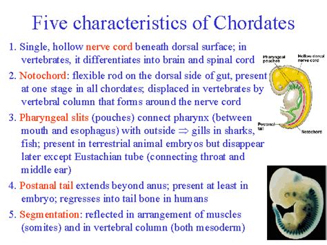 Five characteristics of Chordates